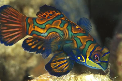 Ocean Life HD Images 3d Fish Wallpapers Desktop – Finehdwallpaperr.com