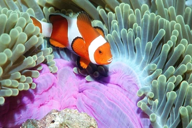 Ocean Life HD Images Ocean Life Wallpapers Download ...