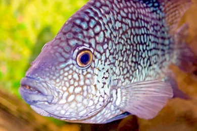 1920x1080 Aquarium Fish Hd Wallpapers