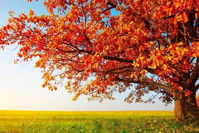 Top Fall Scenery Wallpapers Large Images For Pinterest