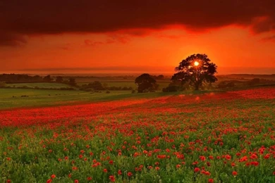 Download Wallpapers 1024x600 Autumn, Sun, Flowers, Orange, Red ...