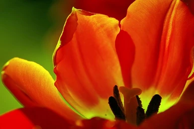 Desktop Wallpapers · Gallery · Computers · Tulip Vista Desktop ...