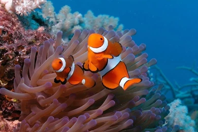 Underwater World, Beautiful Clown Fish Wallpapers