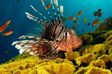 Dual Wide Underwater Wallpapers HD, Desktop Backgrounds 3840x1200 ...