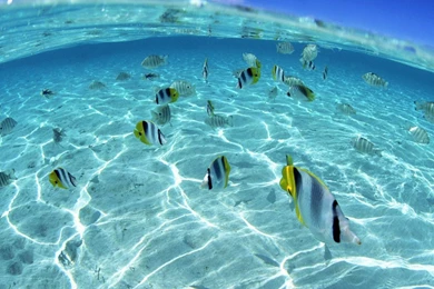 Underwater Normal 1280x1024