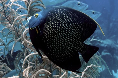 Download Wallpapers 1920x1080 Fish, Flat, Underwater World ...