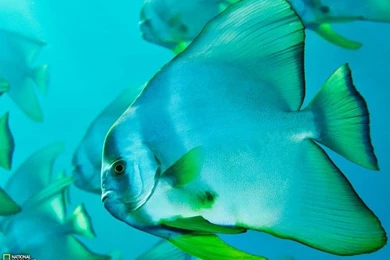 Fish,underwater Fish Underwater 1600x1200 Wallpapers – Fish ...