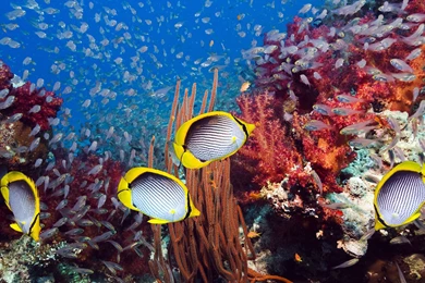 4K Ultra HD Underwater Wallpapers HD, Desktop Backgrounds 3840x2160