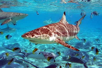 Sea Underwater Fish World Wallpapers