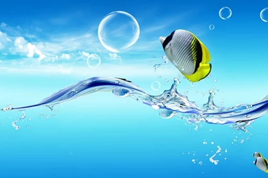 Waterlife Underwater Sea Ocean Water Fish Wallpapers