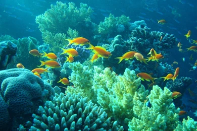 Underwater Egypt Sea Ocean Fishes Coral Tropical Wallpapers ...