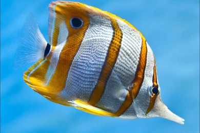 Wallpapers Underwater World Fish Animals Image