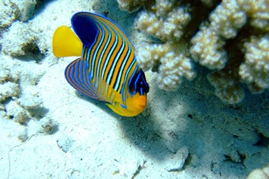 Hd Wallpapers Of Moving Fish