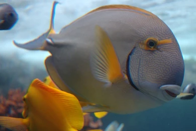 1600x1200 Vista Underwater Fish Desktop PC And Mac Wallpapers