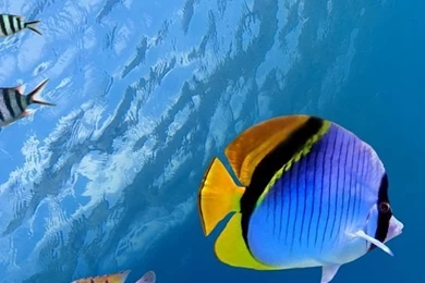 Underwater iPhone 5s Wallpapers