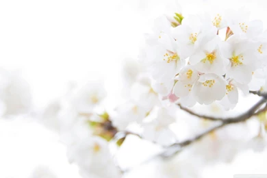 Top Lovely White Flowers Images For Pinterest