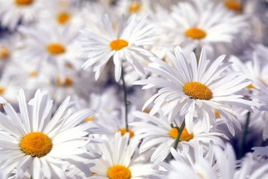 Beautiful White Flowers Wallpapers