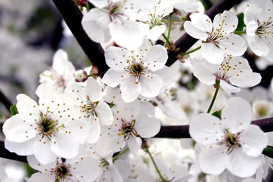 White Young Flowers Wallpapers
