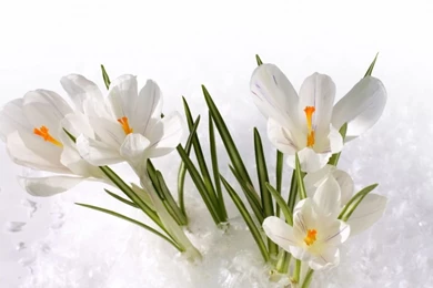 Beautiful Black And White Flowers Pictures Red & Yellow Roses ...