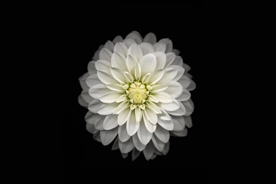 White Flower Wallpapers