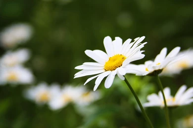 Flowers Wallpaper Images Download