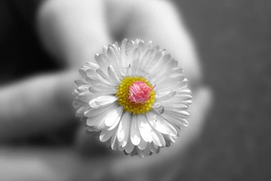 1024x768 Small White Flower Desktop PC And Mac Wallpapers