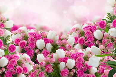 Red And White Flowers Wallpapers Download High Resoltuion