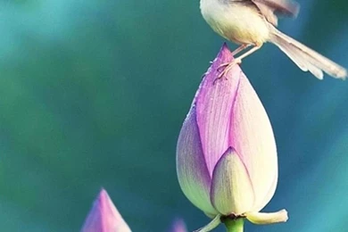 Samsang galaxy note 3 s4 full hd 1080x1920 wallpapers flower.jpg