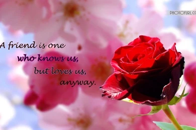 Roses Desktop Backgrounds