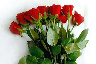 Rose Wallpapers For Desktop Free Download   Wallpapers