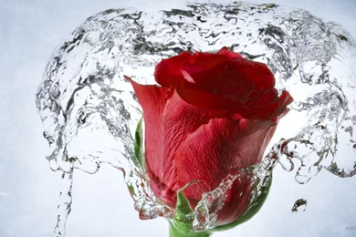 Beautiful Red Rose Wallpaper 6 Desktop.jpg