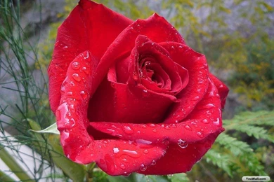 Red Wallpapers Wedding Flowers Red Roses Wallpapers Free Desktop ...