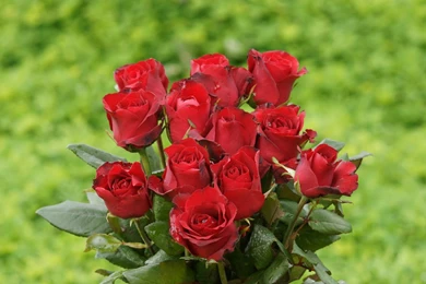 Download Rose Wallpapers Desktop