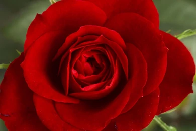 Beautiful Flowers Wallpapers Fall Red Rose Wallpapers For Puter ...