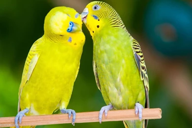 Budgie Love Birds Hd Wallpapers 1080p