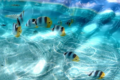 Top 3d Moving Wallpapers 70 Images For Pinterest