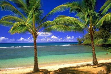 1366x768 Palms On The Beach Desktop PC And Mac Wallpapers