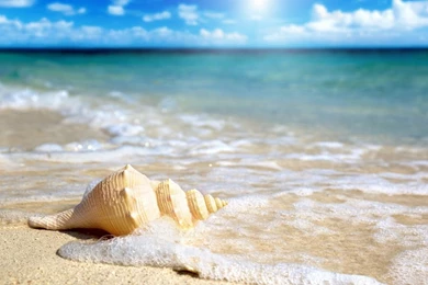 1366x768 Beach Shell Wallpapers