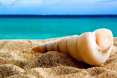 Shell On The Beach Wallpapers