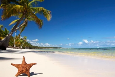 YouWall   Tropical Beach Starfish Wallpapers   Wallpaper,wallpapers ...