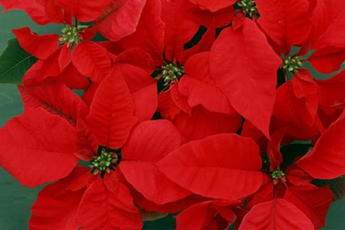 Bright Red Wallpapers   HD Wallpapers And Pictures