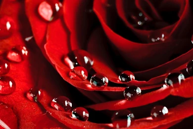 Red Flowers HD Wallpapers   HD Images New