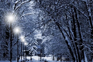 768x1024 Winter Trees Lamps & Way Ipad Wallpapers
