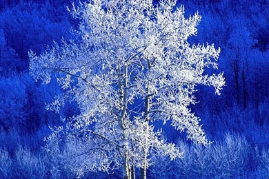 Winter, British Columbia, Canada HD Desktop Wallpapers : Widescreen ...