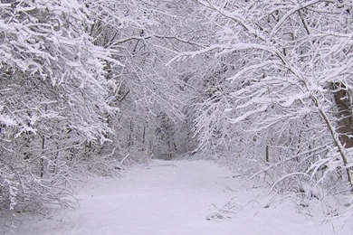 Download Wallpapers 1024x1024 Snow, Winter, Trees, Wood IPad, iPad ...