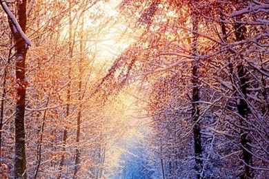 768x1024 Winter Sun Ipad Wallpapers