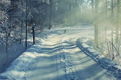 768x1024 Winter Road & Forest Ipad Wallpapers