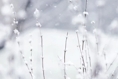 Winter iPad 1 & 2 Wallpapers