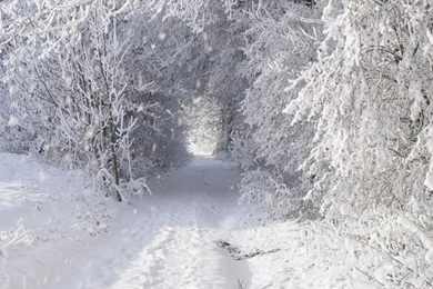 768x1024 Solid Winter Forest & Road Ipad Wallpapers