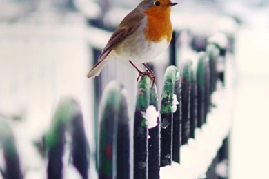 Snow Fence Bird Winter iPad Wallpapers Download